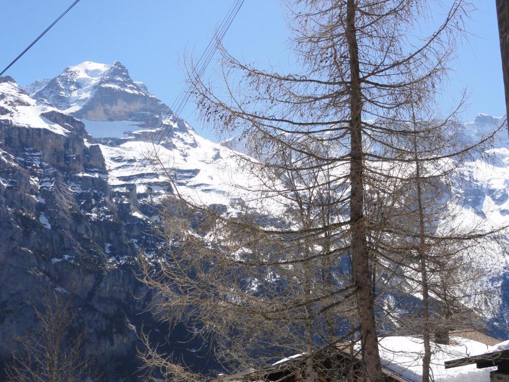 Chalet Schoenbuehl Mürren Exteriér fotografie
